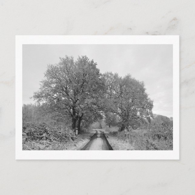 Carte Postale Entre les chênes (hiver) (Devant)