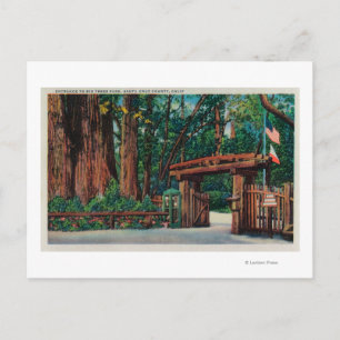 Carte Postale Entrée de Big Trees Park, comté de Père Noël Cruz