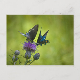 Carte Postale entrelacé