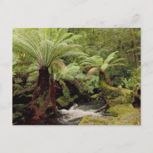 Carte Postale Environnement des arbres Tasmanie Australie Photog