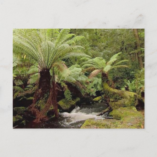Carte Postale Environnement des arbres Tasmanie Australie Photog (Devant)