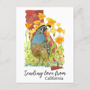 Carte Postale Envoi d'amour à partir des cailles de Californie