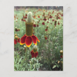 Carte Postale Envoyer Une Photo De 📷 De Confleur Des Prairies H