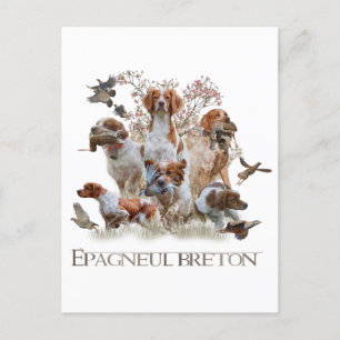 Carte Postale Epagneul Breton, Bretagne Espagne