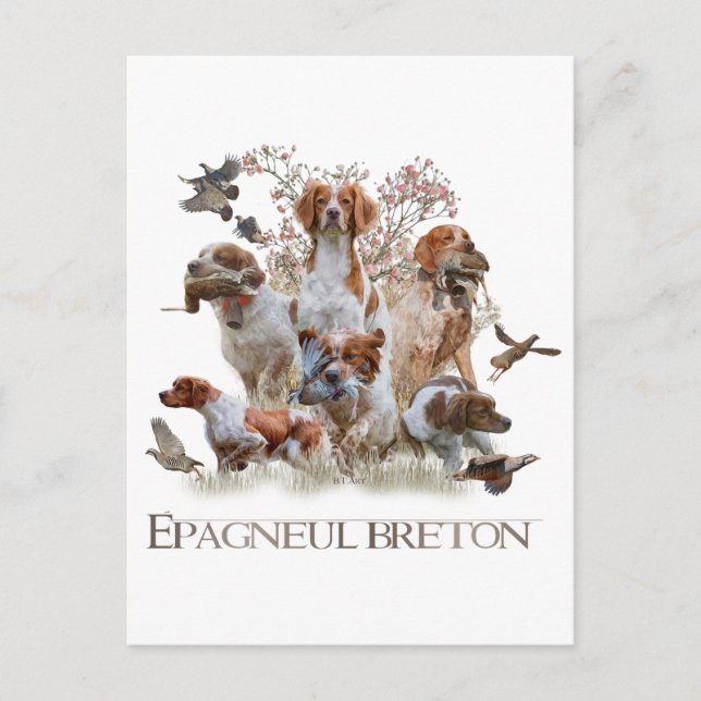 Carte Postale Epagneul Breton, Bretagne Espagne (Devant)