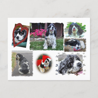 Carte Postale Épagneul de Smokey-the