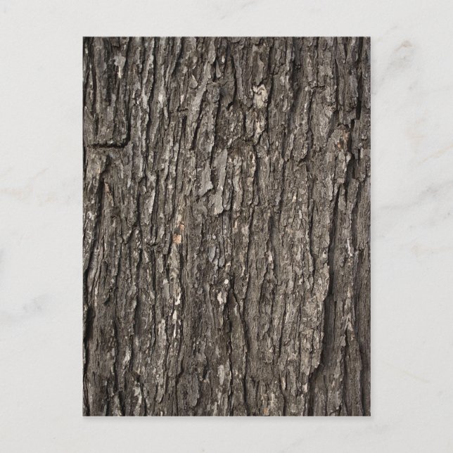 Carte Postale Épaisse écorce d'arbre (Devant)