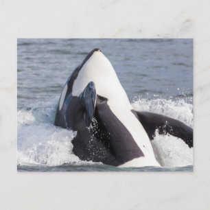 Carte Postale Épaulard faisant une cabriole