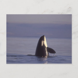 Carte Postale Épaulard (Orque orcinus) en spyhopping près de