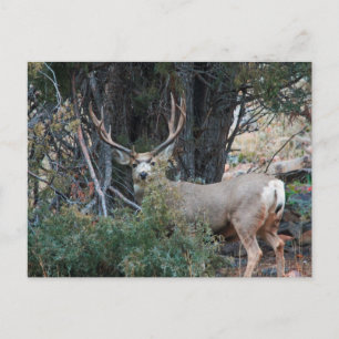Carte Postale Éperon de cerf de Mule