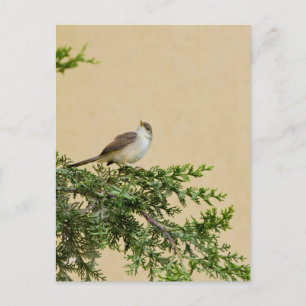 Carte Postale Épervier