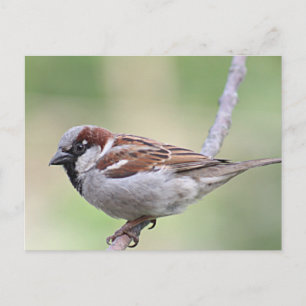 Carte Postale Épervier