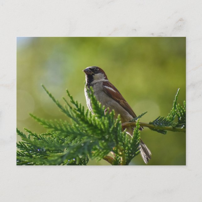 Carte Postale Épervier (Devant)