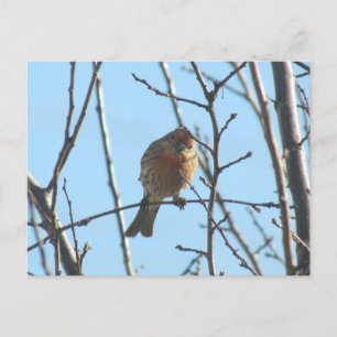 Carte postale - Épervier dans l'arbre