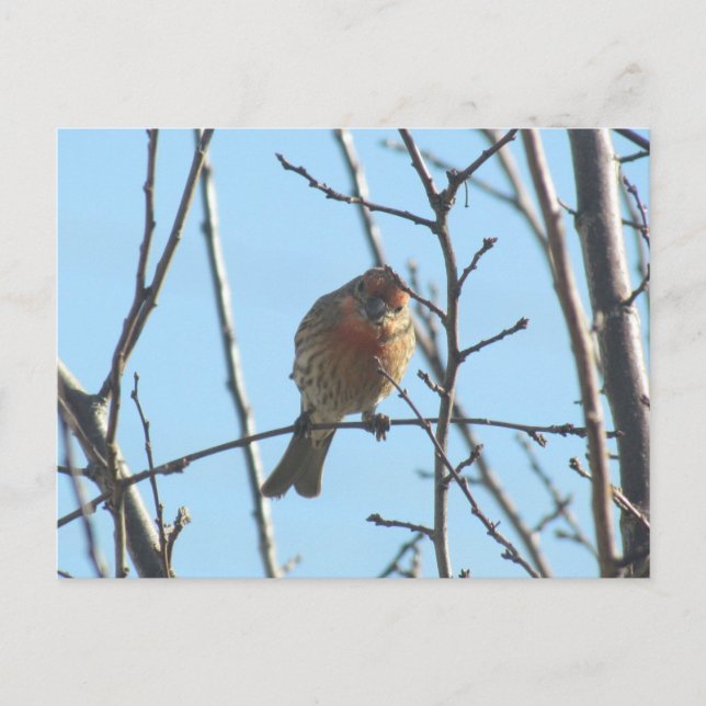 Carte postale - Épervier dans l'arbre (Devant)