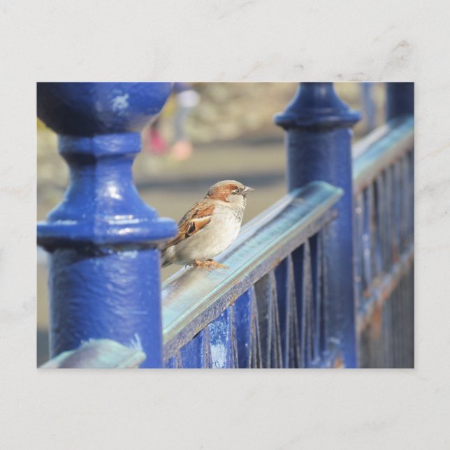 Carte postale - Épervier sur la clôture (Devant)
