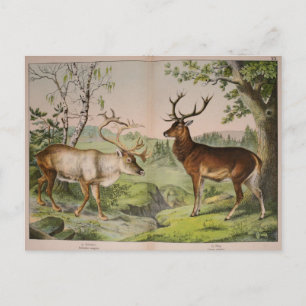 Carte Postale Ephémère de cerf vintage Découpage Art