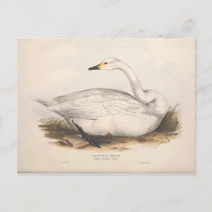 Carte Postale Ephémère de cygne blanc d'oiseaux Découpage Art Vi