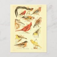 Ephémère des oiseaux Découpage Cardinal Art Vintag