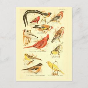 Carte Postale Ephémère des oiseaux Découpage Cardinal Art Vintag