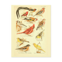 Ephémère des oiseaux Découpage Cardinal Art Vintag