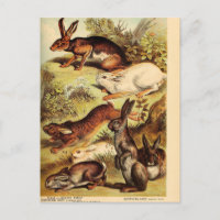 Ephémère lapin lièvre vintage Découpage Art