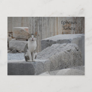 Carte Postale Ephèse Cat