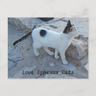 Carte postale Ephesus Cats