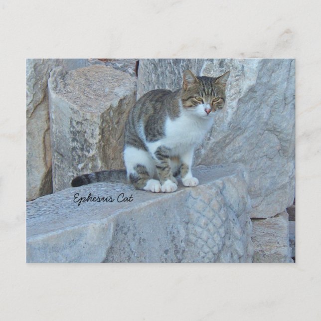 Carte postale Ephesus Feral Cat (Devant)