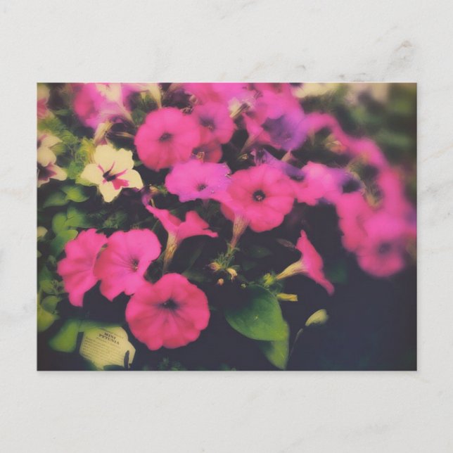 Carte Postale Épicerie Magasin Pétunia Fleurs (Devant)