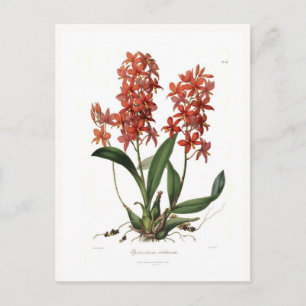 Carte Postale Epidendrum vitellinum