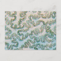 épiderme poivré Bell sous microscope
