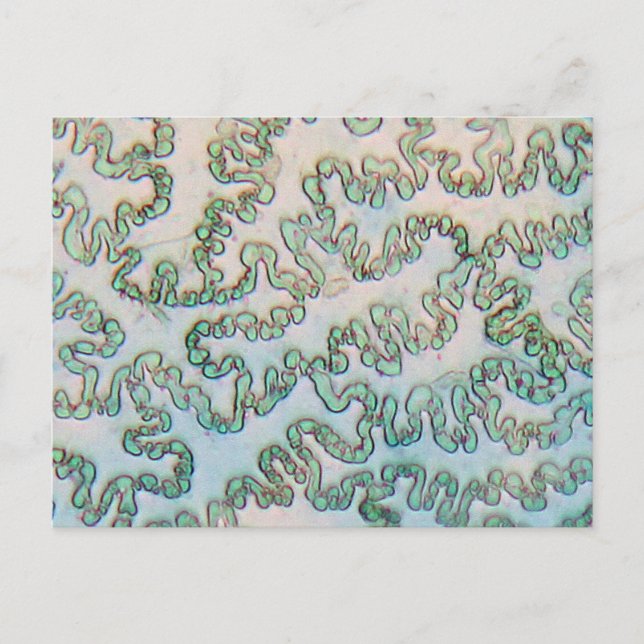 Carte Postale épiderme poivré Bell sous microscope (Devant)