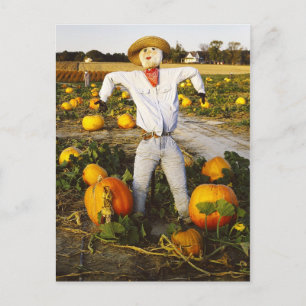 Carte Postale Épouvantail d'Halloween en champ citrouille