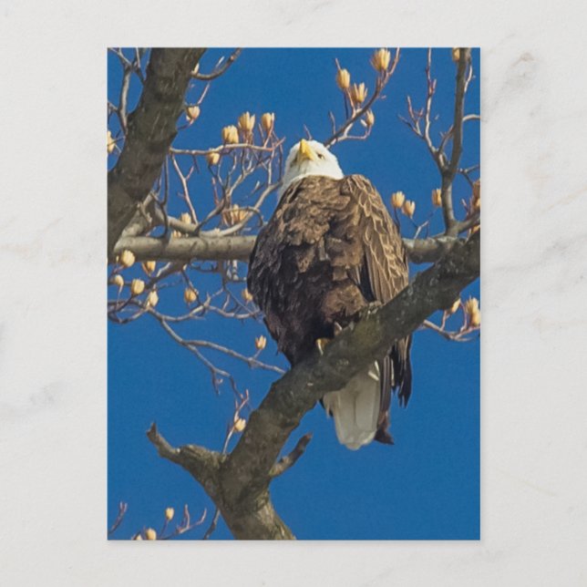Carte Postale Épreuve d'aigle à tête blanche (Devant)