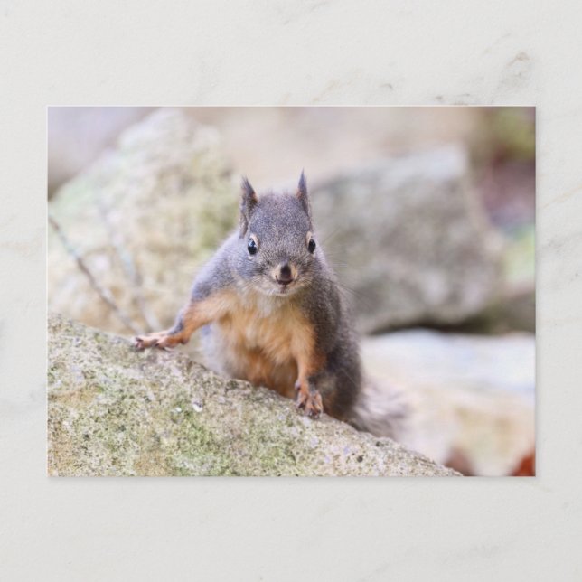 Carte Postale Épreuve d'écureuil mignonne (Devant)