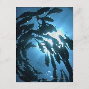 Carte Postale Équateur, archipel des Galapagos, île Wolf,