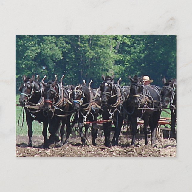 Carte Postale Équipe à six chevaux (Devant)