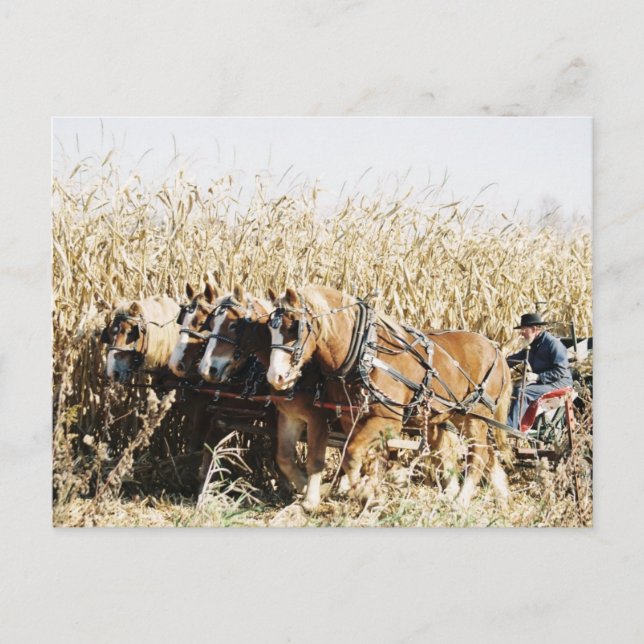Carte Postale Équipe Amish Récolte du maïs (Devant)