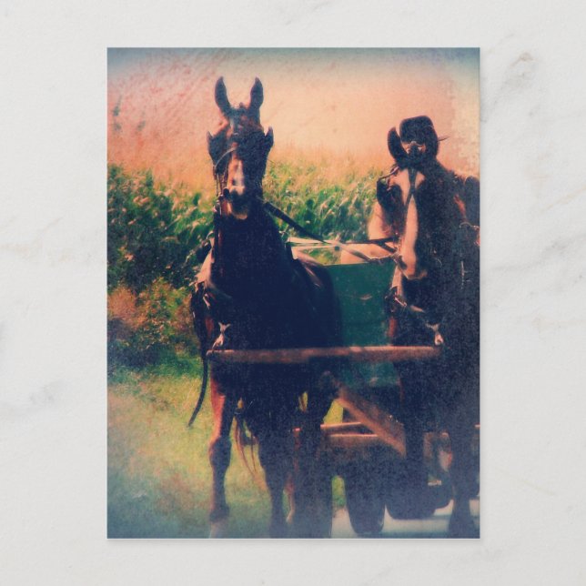 Carte Postale Équipe d'Amish Horse (Devant)