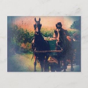 Carte Postale Équipe d'Amish Horse