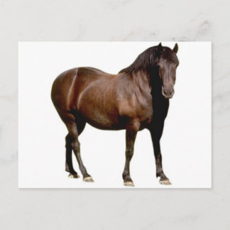 Carte Postale équitation équitation équistrian équitation