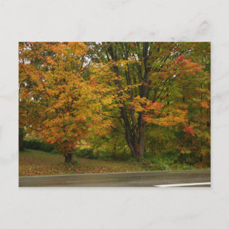 Carte Postale érable