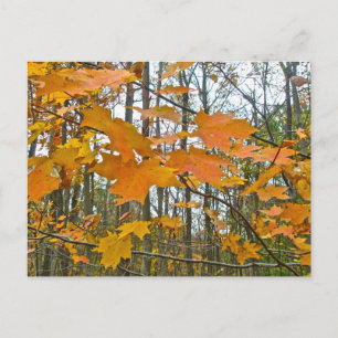 Carte Postale Érable d'automne