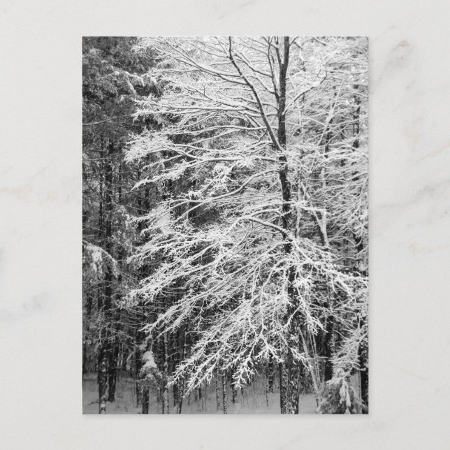 Carte Postale Érable En Neige (Devant)