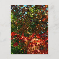 Érable japonais, arbre d'automne feuilles