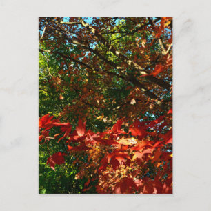 Carte Postale Érable japonais, arbre d'automne feuilles