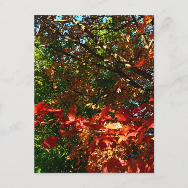 Carte Postale Érable japonais, arbre d'automne feuilles (Devant)