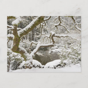 Carte Postale Érable japonais couvert de neige