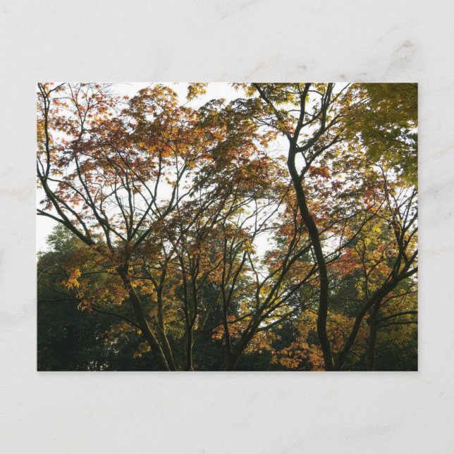 Carte Postale Érable japonais en automne (Devant)